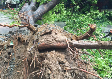 Bảo đảm an toàn trong trường hợp cây cối có nguy cơ gây thiệt hại?