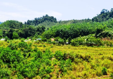 Bồi thường khi thu hồi đất rừng?