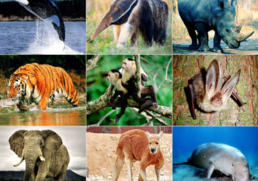 Tội vi phạm về quản lý, bảo vệ động vật hoang dã?